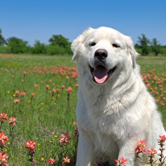 Meet your Posher, R Jewel - Picture 7 of 11